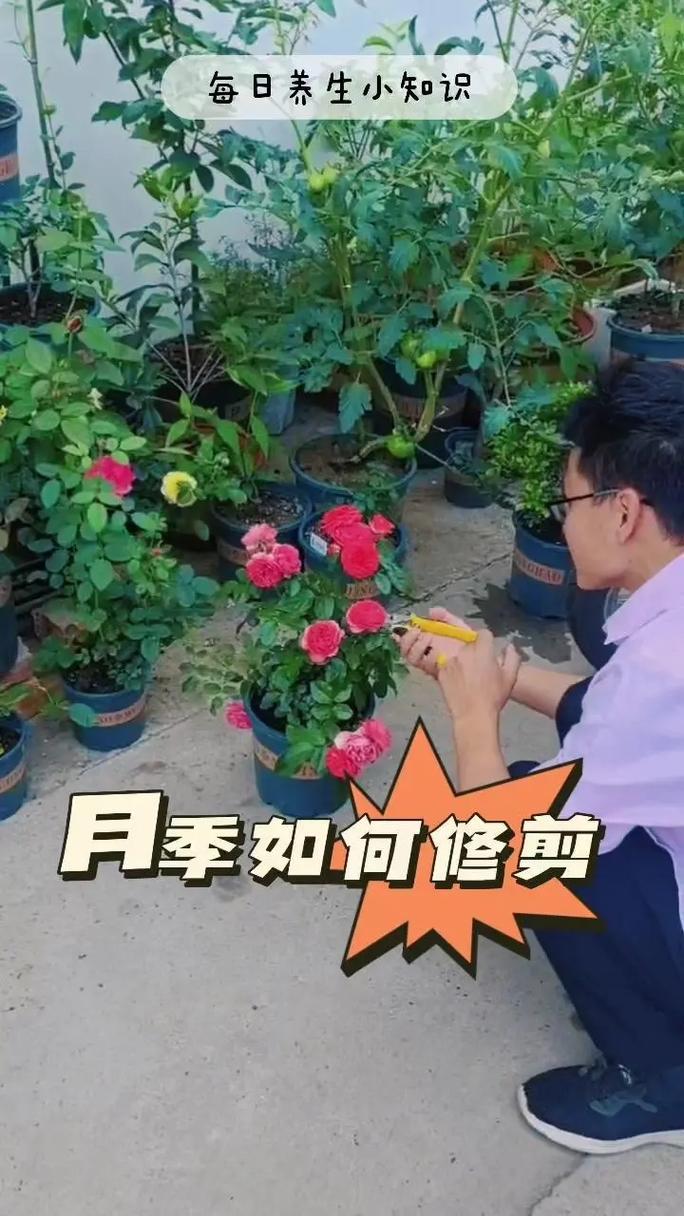 北方蔷薇花怎么过冬:从修剪到防寒的完整实操指南 第三步:封冻水——一次“保命”的灌溉