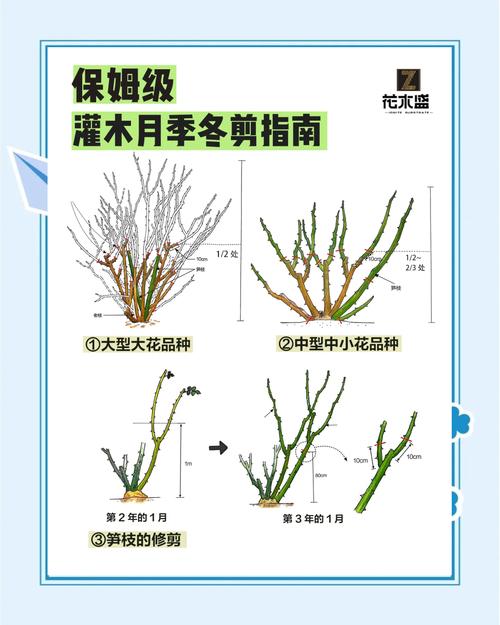 北方蔷薇花怎么过冬:从修剪到防寒的完整实操指南 第四步:盆栽蔷薇的冬季管理