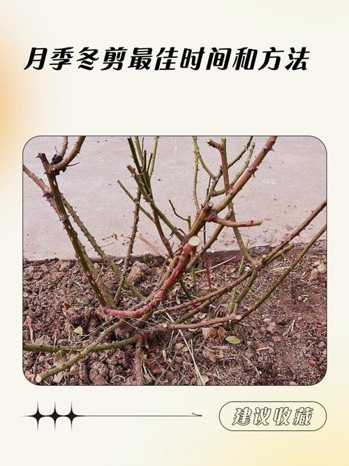 北方蔷薇花怎么过冬:从修剪到防寒的完整实操指南 总结:核心可执行动作3条