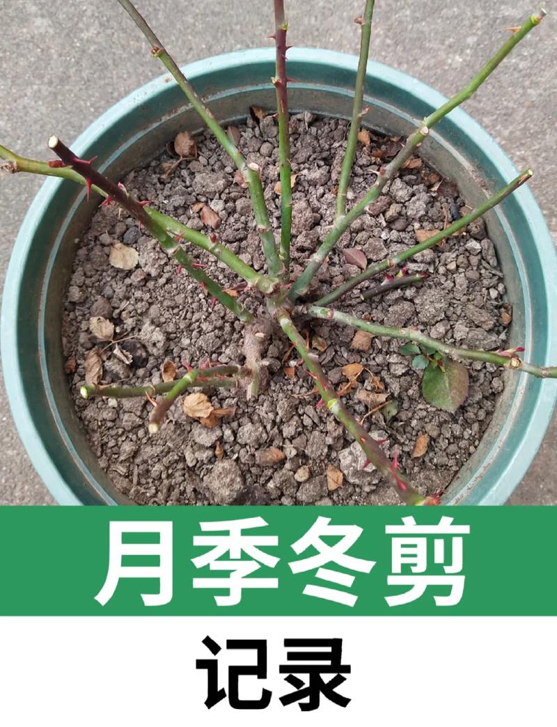北方蔷薇花怎么过冬:从修剪到防寒的完整实操指南 常见误区与纠正
