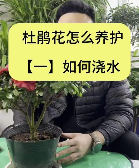 杜鹃花养护全指南：从浇水到换盆，六个关键环节助你养出满枝繁花