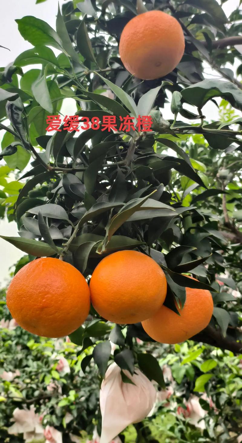 爱媛38号柑橘苗多少钱一株?2026年价格区间与选购指南 五大因素如何影响爱媛38号柑橘苗价格?