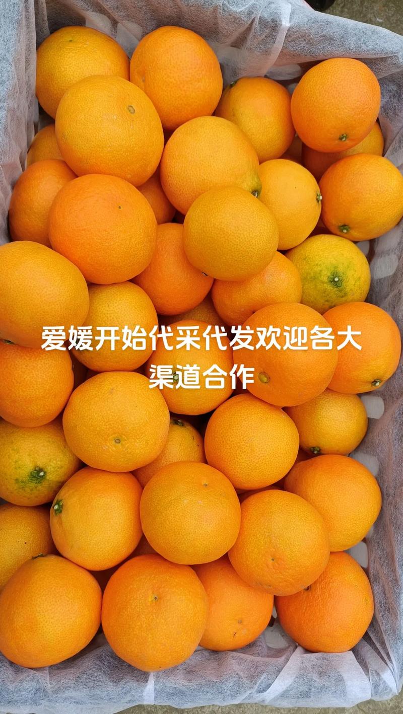 爱媛38号柑橘苗多少钱一株?2026年价格区间与选购指南 咨询指南
