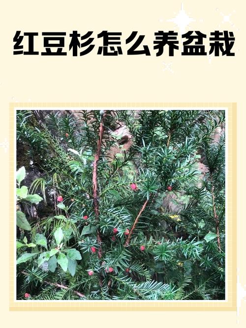 科学选购红豆杉树苗:采购渠道核查实战指南 第五步:植物检疫与合法来源审核