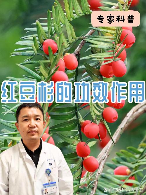 科学选购红豆杉树苗:采购渠道核查实战指南 第四步:根系健康与装车运输方案