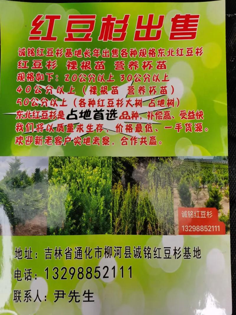 科学选购红豆杉树苗:采购渠道核查实战指南 第三步:规格参数量化核对