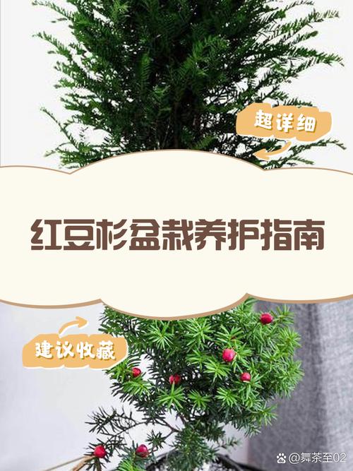 科学选购红豆杉树苗:采购渠道核查实战指南 综合评估与试单建议