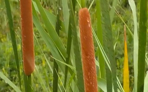 香蒲是水生植物吗？庭院池塘与河道净化的种植指南