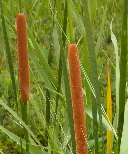 香蒲是水生植物吗？庭院池塘与河道净化的种植指南