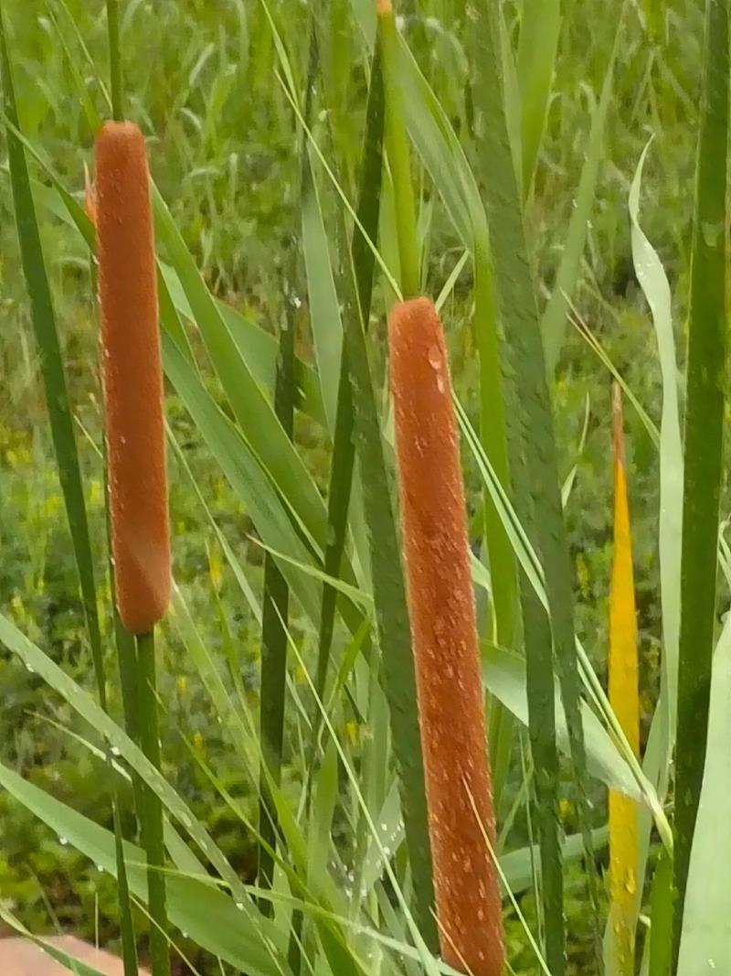 香蒲是水生植物吗?庭院池塘与河道净化的种植指南 香蒲是水生植物吗?庭院池塘与河道净化的种植指南