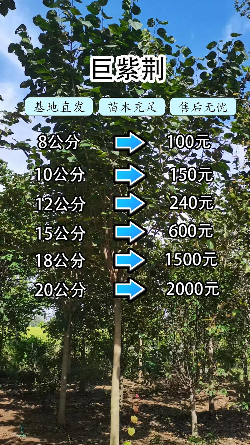 紫荆小苗多少钱?2026年价格参考与五大影响因素解析 季节因素:春秋两季价格高,夏季冬季优惠多