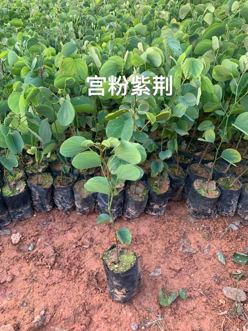 紫荆小苗多少钱?2026年价格参考与五大影响因素解析 数量因素:批发与零售价差可达50%
