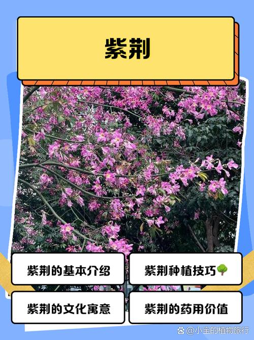 紫荆小苗多少钱?2026年价格参考与五大影响因素解析 紫荆小苗价格参考表