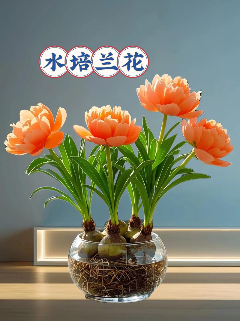 水培兰花多久换一次水?专业养护指南 水培兰花多久换一次水?专业养护指南