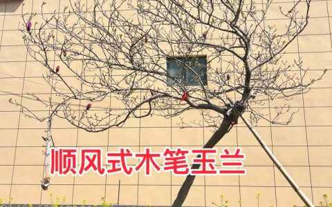 玉兰树园林应用全攻略：树形、遮荫、移栽与修剪（2026版）