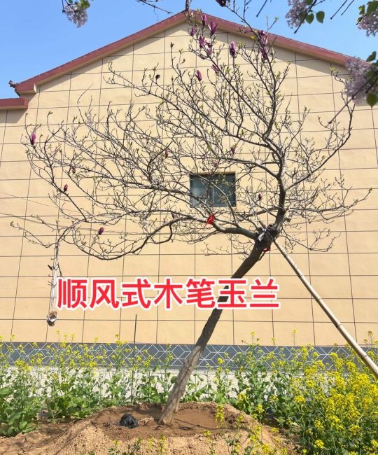 玉兰树园林应用全攻略：树形、遮荫、移栽与修剪（2026版）
