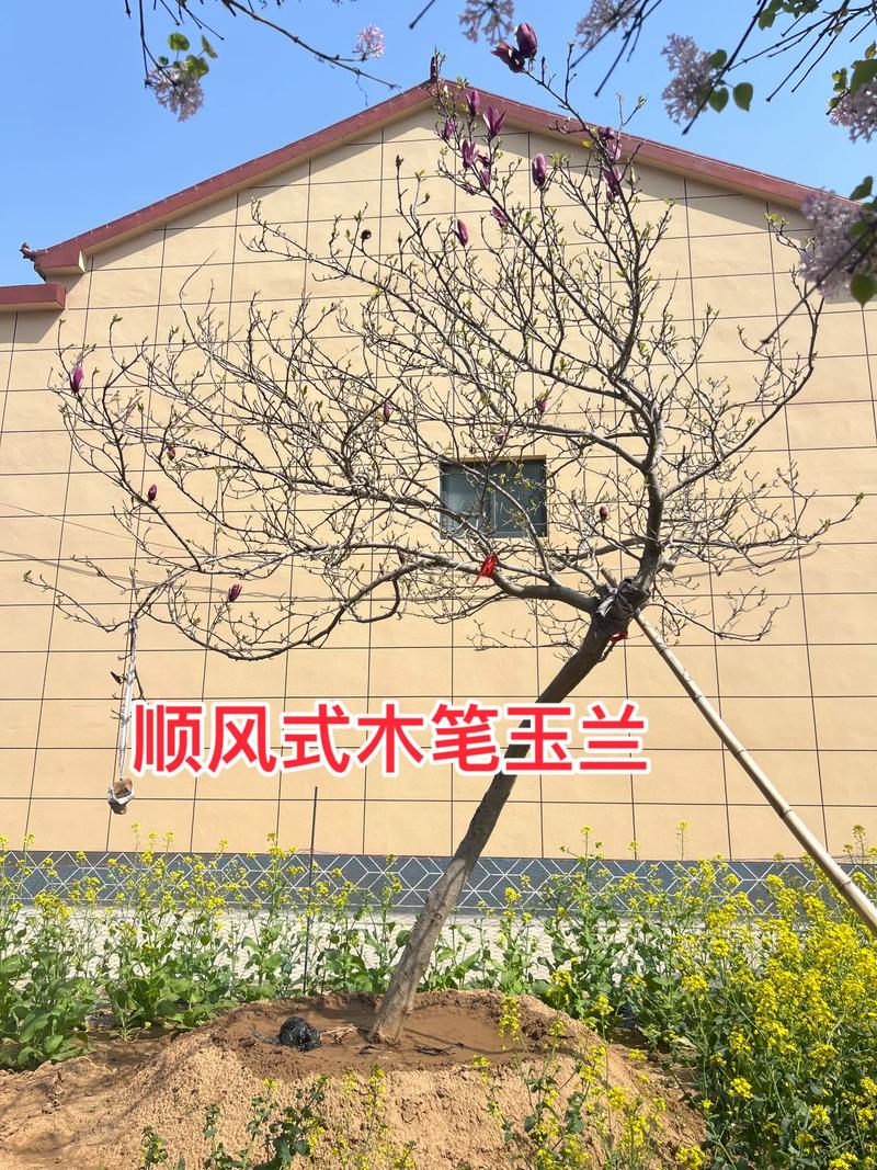 玉兰树园林应用全攻略:树形、遮荫、移栽与修剪(2026版) 玉兰树规格与适用场景