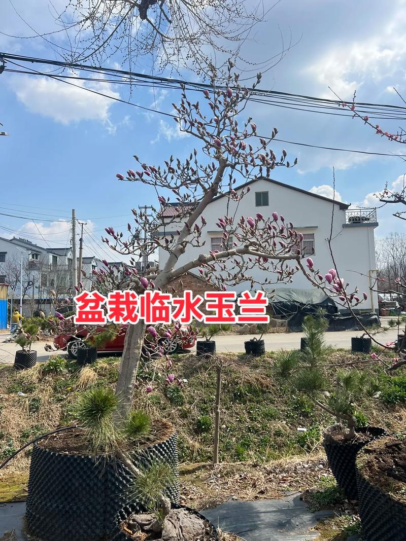 玉兰树园林应用全攻略:树形、遮荫、移栽与修剪(2026版) 常见错误与纠正