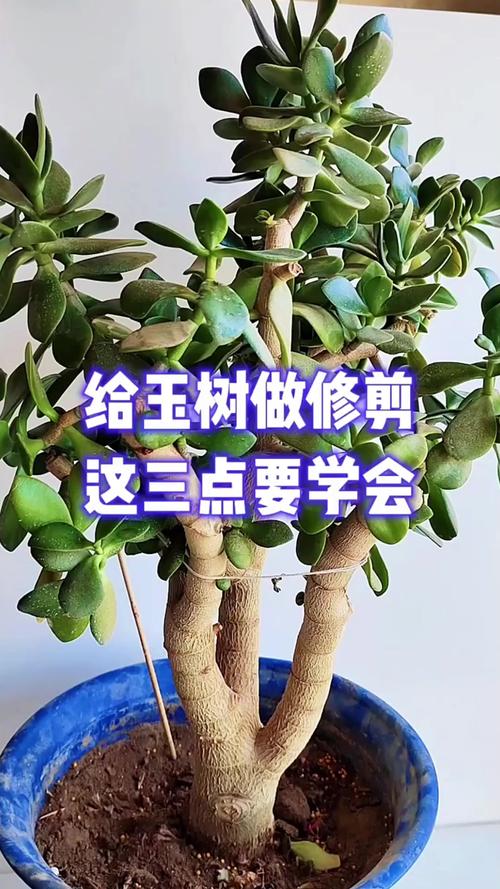 玉兰树园林应用全攻略:树形、遮荫、移栽与修剪(2026版) FAQ