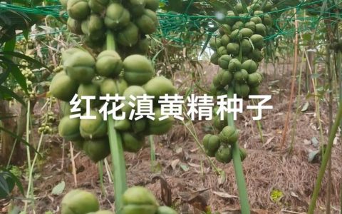 草红花种子多少钱一斤？2024-2025年最新价格参考与影响因素详解