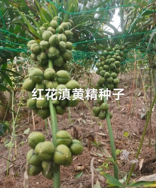草红花种子多少钱一斤？2024-2025年最新价格参考与影响因素详解