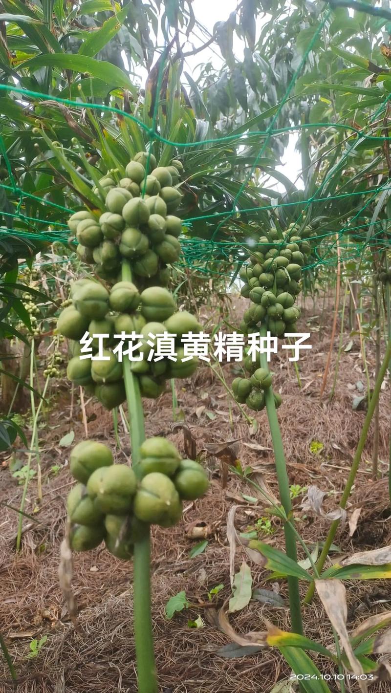 草红花种子多少钱一斤?2024-2025年最新价格参考与影响因素详解 价格快速参考