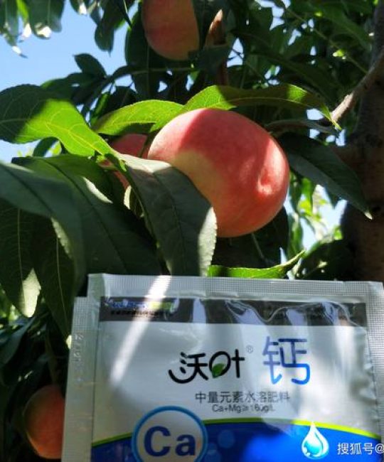 桃树施肥用什么肥料？掌握这3个关键期，果子又大又甜