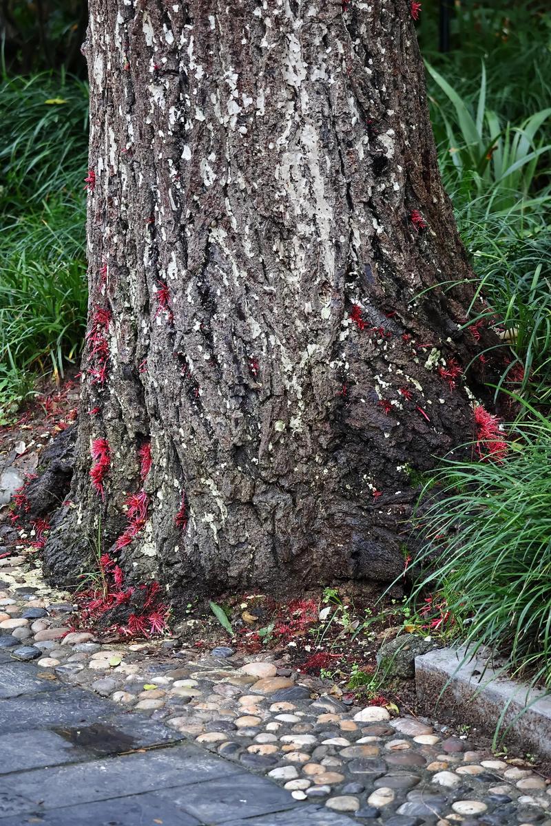 柳树根系发达吗?了解柳树根系特点与种植注意事项 柳树根系的三大特点