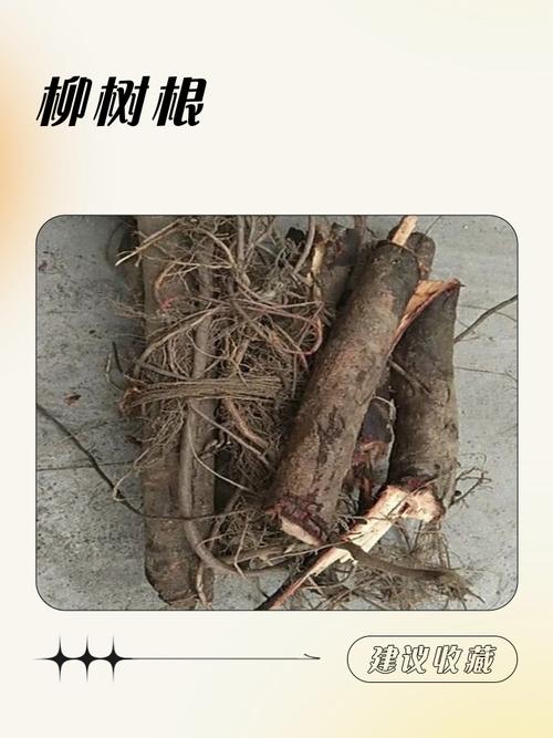 柳树根系发达吗?了解柳树根系特点与种植注意事项 结语