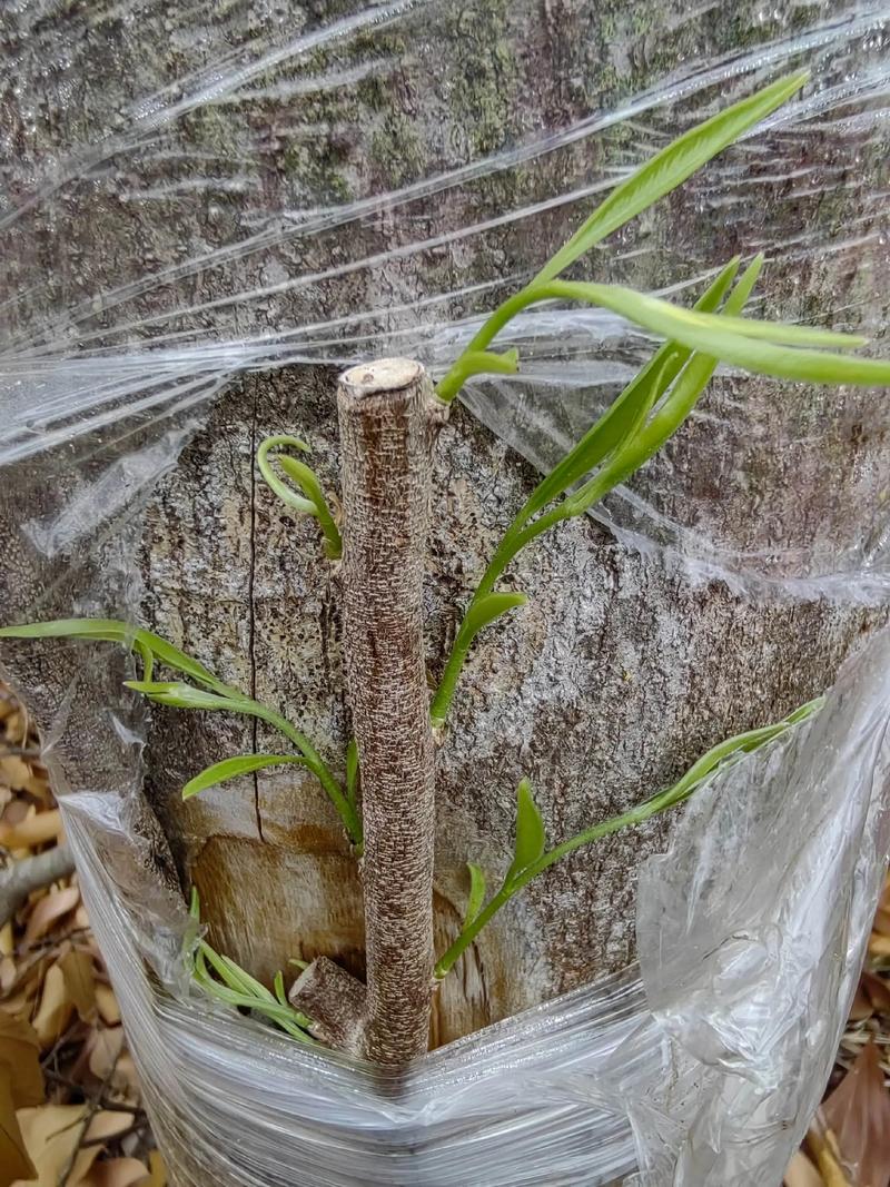柳树根系发达吗?了解柳树根系特点与种植注意事项 种植柳树的科学建议