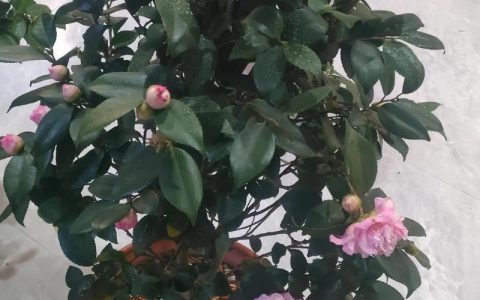 香妃茶花一年开几次花？花期养护与促花技巧详解