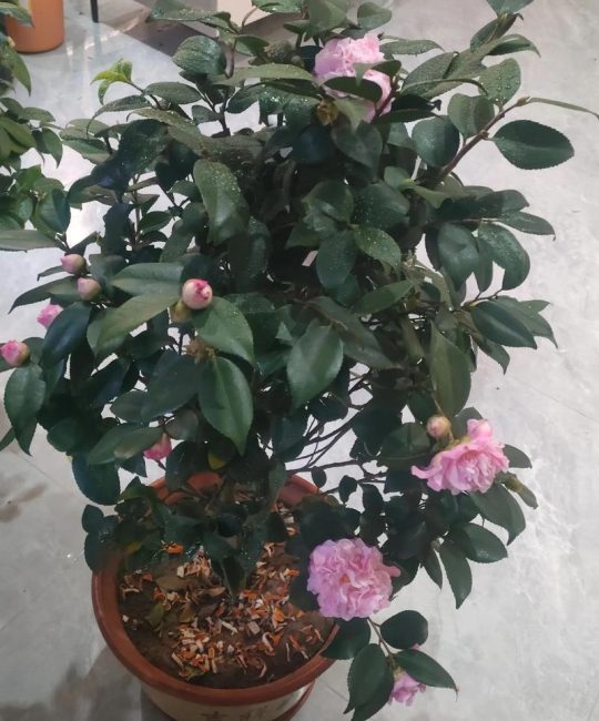 香妃茶花一年开几次花？花期养护与促花技巧详解