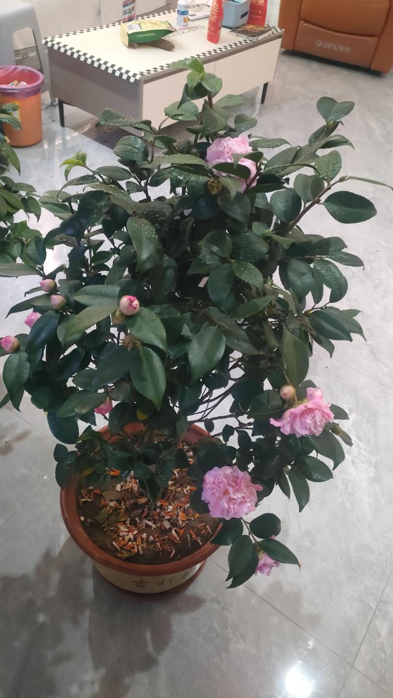香妃茶花一年开几次花?花期养护与促花技巧详解 香妃茶花一年开几次花?花期养护与促花技巧详解