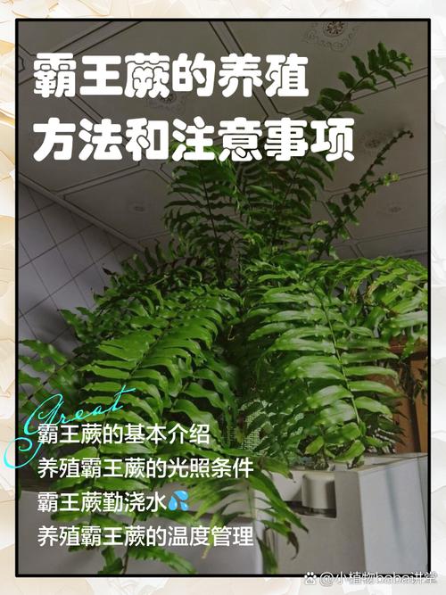 霸王棕在北方能种吗?一份详尽的种植与生存指南 二、适种区域判断:北方能种吗?