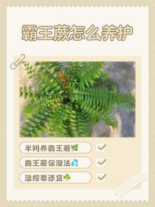 霸王棕在北方能种吗?一份详尽的种植与生存指南 三、北方种植(盆栽)详细操作指南