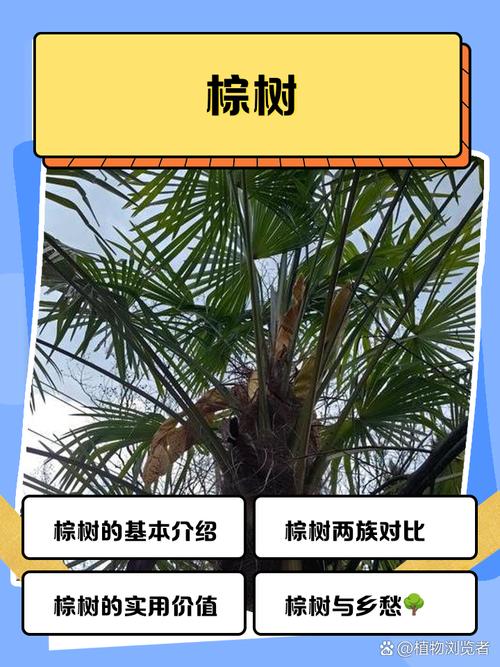 霸王棕在北方能种吗?一份详尽的种植与生存指南 四、成活注意事项与常见问题