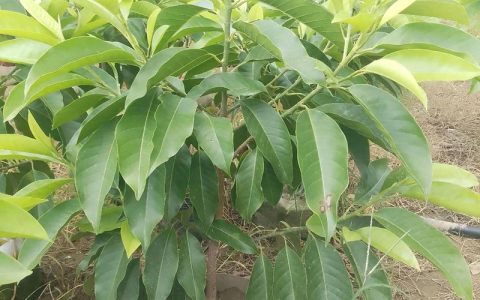 玉兰花白的像什么？从乔木园艺角度解析白玉兰的树形、规格与移栽要点
