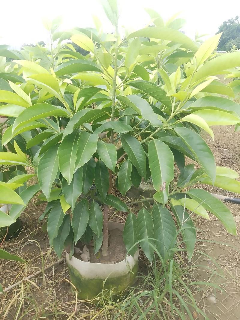 玉兰树形与遮荫能力评估