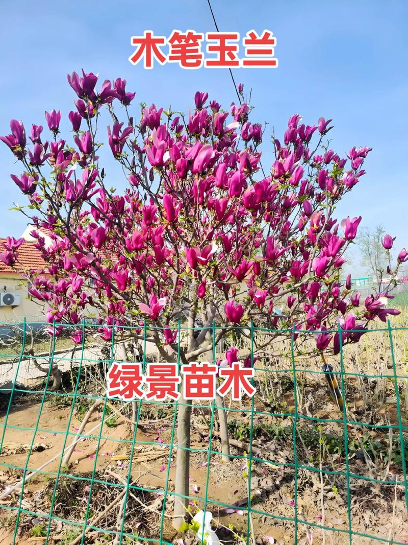 全冠移栽技术详解