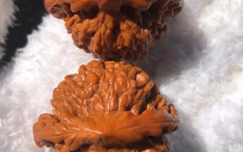 龙鼎核桃是什么品种？果农必知的早实薄皮核桃良种