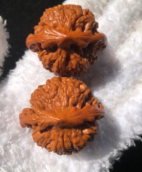 龙鼎核桃是什么品种？果农必知的早实薄皮核桃良种