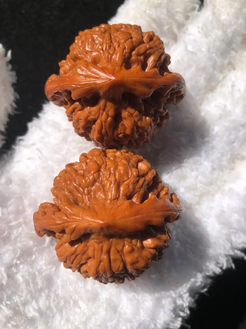 龙鼎核桃是什么品种?果农必知的早实薄皮核桃良种 龙鼎核桃是什么品种?果农必知的早实薄皮核桃良种