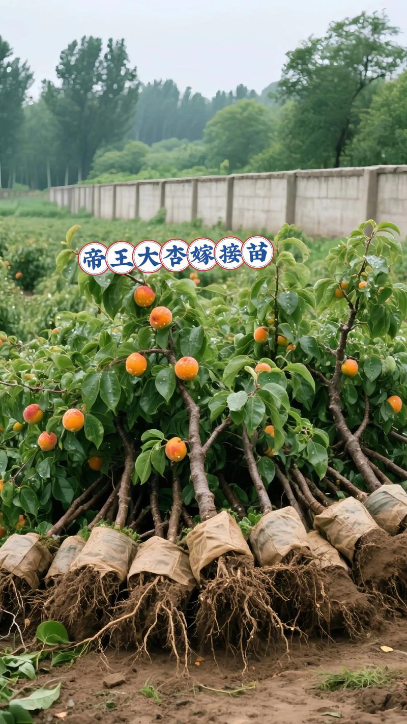 杏树苗怎么培育?从嫁接育苗到定植结果的全流程技术指南 二、砧木培育:基质配比与播种参数