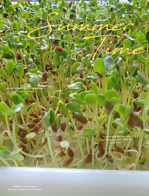 50多岁能种牙吗?——中老年家庭芽苗菜种植指南 二、土壤环境(基质准备)