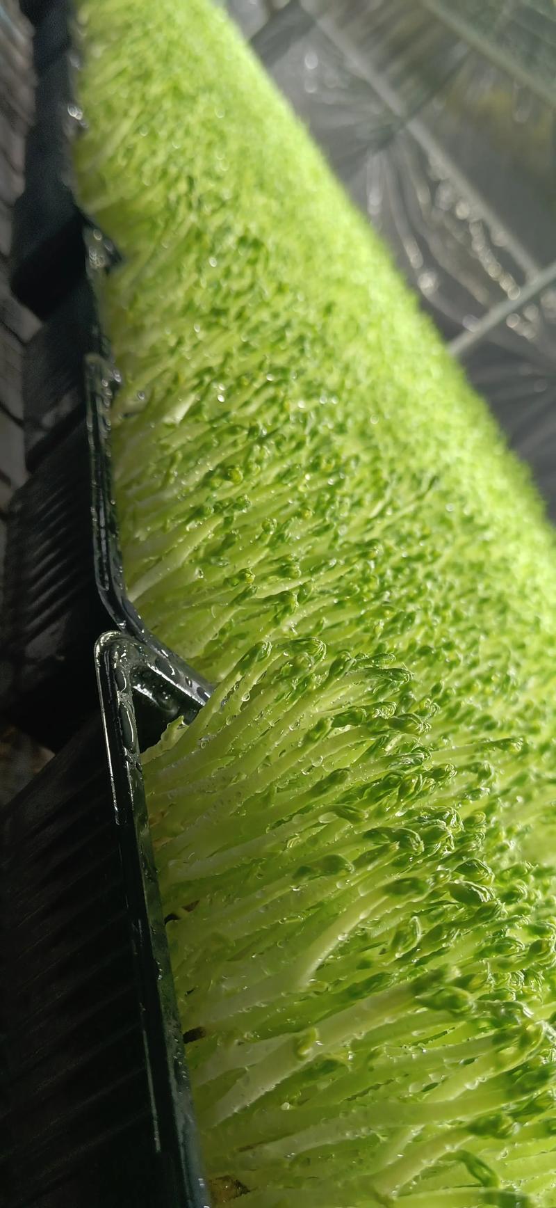 50多岁能种牙吗?——中老年家庭芽苗菜种植指南 一、适宜时间