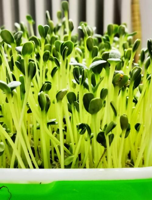50多岁能种牙吗?——中老年家庭芽苗菜种植指南 五、浇定根水(第一次浇水)