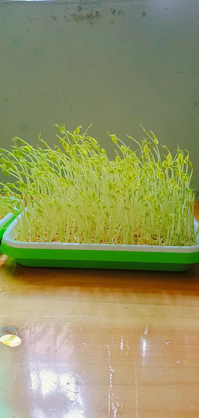 50多岁能种牙吗?——中老年家庭芽苗菜种植指南 四、栽植深度(播种深度)