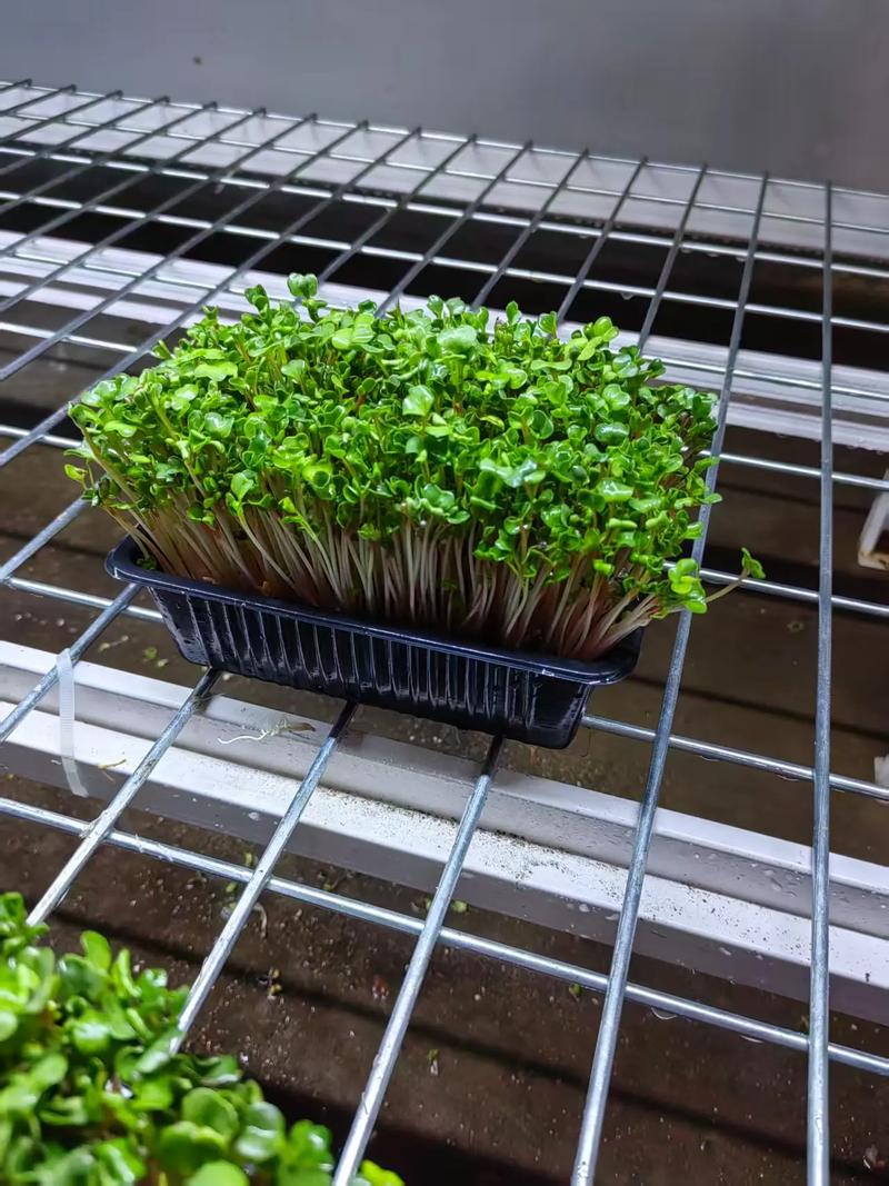 50多岁能种牙吗?——中老年家庭芽苗菜种植指南 六、缓苗管理(发芽期管理)