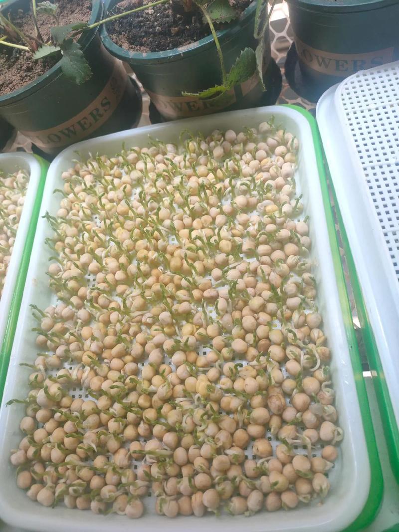 50多岁能种牙吗?——中老年家庭芽苗菜种植指南 七、成活注意事项