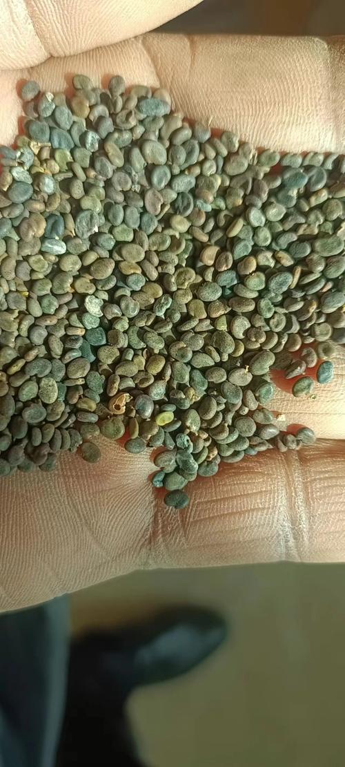 黄芪种子多少钱一斤?2019年价格与影响因素全解析 咨询指南